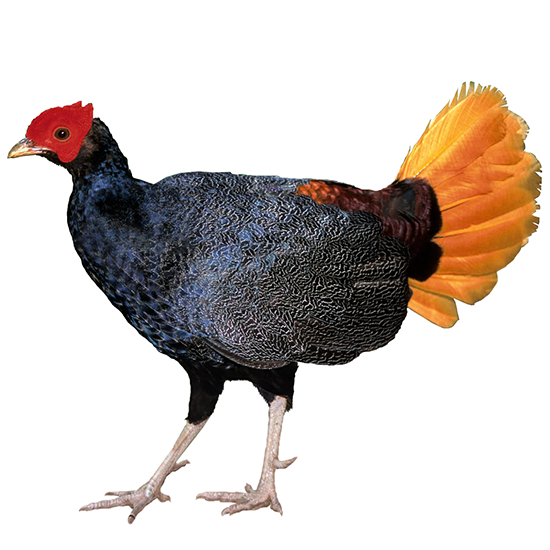Malayan Crestless